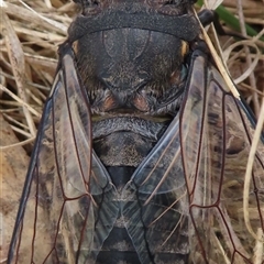 Psaltoda moerens (Redeye cicada) at Symonston, ACT - 28 Nov 2024 by RobParnell