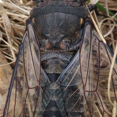 Psaltoda moerens (Redeye cicada) at Symonston, ACT - 29 Nov 2024 by RobParnell