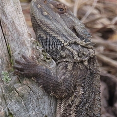 Pogona barbata (Eastern Bearded Dragon) at Symonston, ACT - 28 Nov 2024 by RobParnell