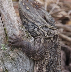 Pogona barbata (Eastern Bearded Dragon) at Symonston, ACT by RobParnell