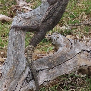 Pogona barbata at Symonston, ACT - suppressed