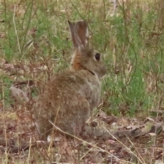 Oryctolagus cuniculus (European Rabbit) at Symonston, ACT - 28 Nov 2024 by RobParnell