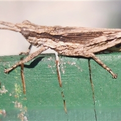 Coryphistes ruricola (Bark-mimicking Grasshopper) at Gundaroo, NSW - 2 Dec 2024 by Gunyijan