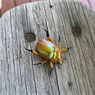 Anoplognathus viriditarsis (Green-footed Christmas beetle) at Buxton, NSW - 1 Dec 2024 by millie