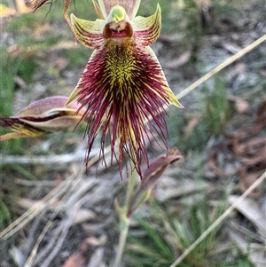 Calochilus paludosus at Mittagong, NSW by Span102