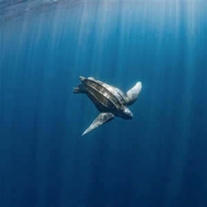 Dermochelys coriacea (Leatherback Sea Turtle) at Cape Range National Park, WA by MichaelBedingfield