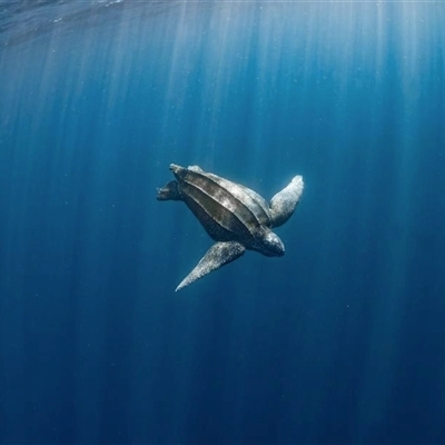 Dermochelys coriacea (Leatherback Sea Turtle) by MichaelBedingfield