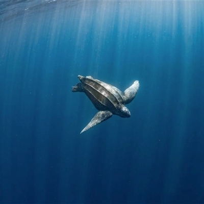 Dermochelys coriacea (Leatherback Sea Turtle) at Cape Range National Park, WA - 29 Jul 2024 by MichaelBedingfield