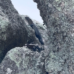 Egernia cunninghami (Cunningham's Skink) at Rendezvous Creek, ACT by JillianM