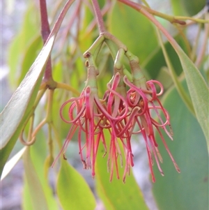 Amyema miquelii (Box Mistletoe) at Conder, ACT by MichaelBedingfield