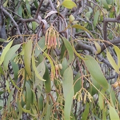 Amyema miquelii at Conder, ACT - 7 Jan 2024