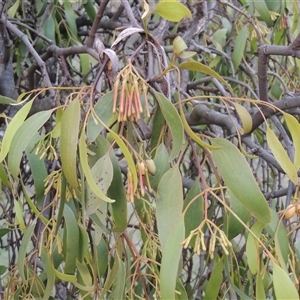 Amyema miquelii at Conder, ACT - 7 Jan 2024 07:05 PM