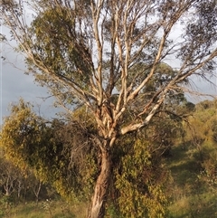 Amyema miquelii at Conder, ACT - 7 Jan 2024 07:05 PM