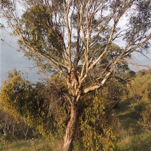 Eucalyptus melliodora at Conder, ACT - 7 Jan 2024