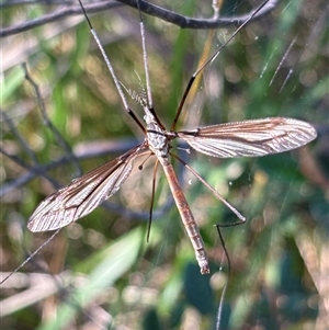 Tipulidae or Limoniidae (family) at Bruce, ACT - 2 Dec 2024