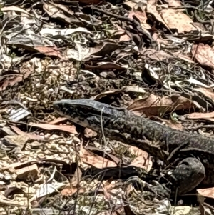 Varanus rosenbergi at Uriarra Village, ACT - suppressed