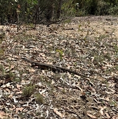 Varanus rosenbergi at Uriarra Village, ACT - suppressed