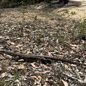 Varanus rosenbergi at Uriarra Village, ACT - suppressed