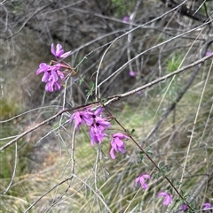 Tetratheca bauerifolia (Heath Pink-bells) at Uriarra Village, ACT - 9 Oct 2024 by NMenzies