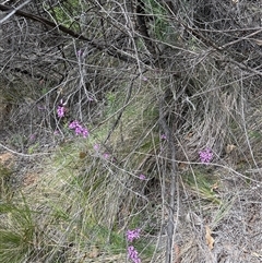 Tetratheca bauerifolia at Uriarra Village, ACT - 9 Oct 2024 11:19 AM