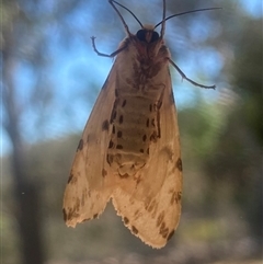 Ardices canescens (Dark-spotted Tiger Moth) at Wamboin, NSW - 1 Dec 2024 by Komidar