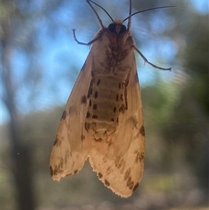 Ardices canescens (Dark-spotted Tiger Moth) at Wamboin, NSW by Komidar