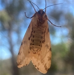 Ardices canescens at Wamboin, NSW - 2 Dec 2024