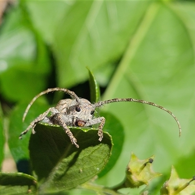 Rhytiphora neglecta (A longhorn beetle) at Hawker, ACT - 2 Dec 2024 by sangio7