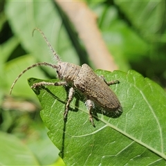 Rhytiphora neglecta at Hawker, ACT - 2 Dec 2024