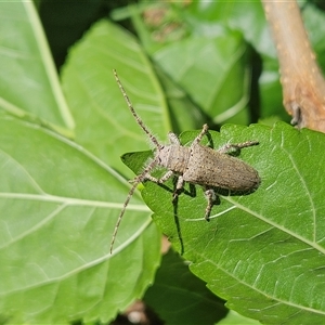 Rhytiphora neglecta at Hawker, ACT - 2 Dec 2024