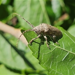 Rhytiphora neglecta at Hawker, ACT - suppressed