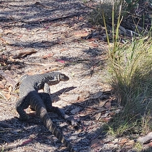 Varanus rosenbergi at Rendezvous Creek, ACT - suppressed