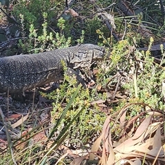 Varanus rosenbergi at Rendezvous Creek, ACT - suppressed