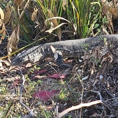 Varanus rosenbergi at Rendezvous Creek, ACT - suppressed