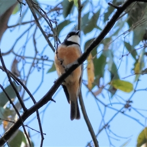 Pachycephala rufiventris at Yackandandah, VIC by KylieWaldon