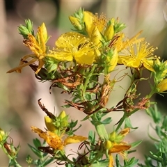 Hypericum perforatum at Yackandandah, VIC - 2 Dec 2024 by KylieWaldon