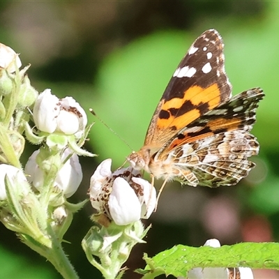 Vanessa kershawi (Australian Painted Lady) at Yackandandah, VIC - 1 Dec 2024 by KylieWaldon