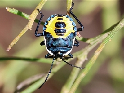 Commius elegans (Cherry Ballart Shield Bug) at Yackandandah, VIC - 2 Dec 2024 by KylieWaldon