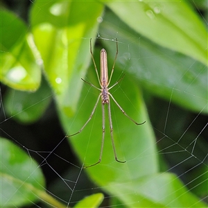 Tetragnatha sp. (genus) (Long-jawed spider) at Braidwood, NSW by MatthewFrawley