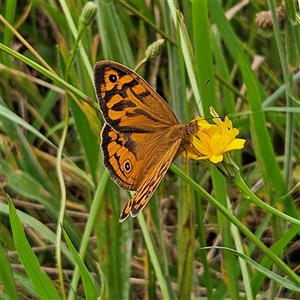 Heteronympha merope at Braidwood, NSW - 1 Dec 2024 03:15 PM