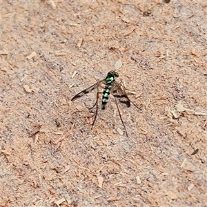 Heteropsilopus sp. (genus) at Braidwood, NSW - 1 Dec 2024