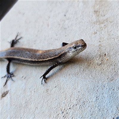 Lampropholis delicata (Delicate Skink) at Isaacs, ACT - 2 Dec 2024 by MatthewFrawley