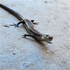 Lampropholis delicata at Isaacs, ACT - 2 Dec 2024 01:25 PM