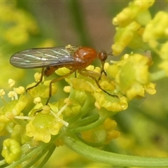 Empididae sp. (family) (Dance fly) at Charleys Forest, NSW - 30 Nov 2024 by arjay