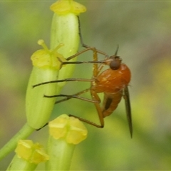 Empididae (family) at Charleys Forest, NSW - suppressed