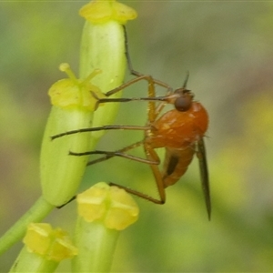 Empididae (family) at Charleys Forest, NSW - suppressed