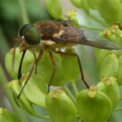 Copidapha maculiventris (March fly) at Charleys Forest, NSW - 30 Nov 2024 by arjay