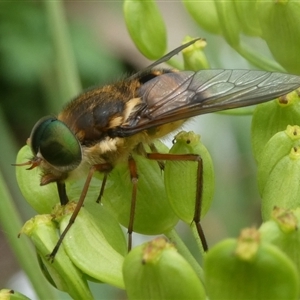 Copidapha maculiventris at Charleys Forest, NSW - 1 Dec 2024