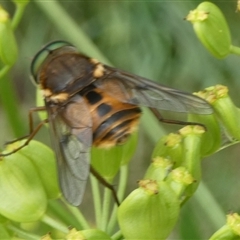 Copidapha maculiventris at Charleys Forest, NSW - 1 Dec 2024