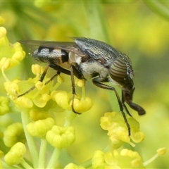 Stomorhina sp. (genus) (Snout fly) at Charleys Forest, NSW - 30 Nov 2024 by arjay